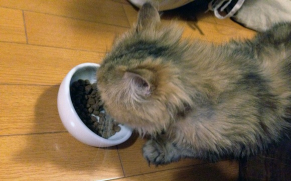 猫がユーカヌバを食べている様子